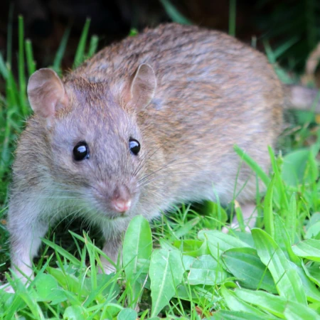 Rat control for the brown rat