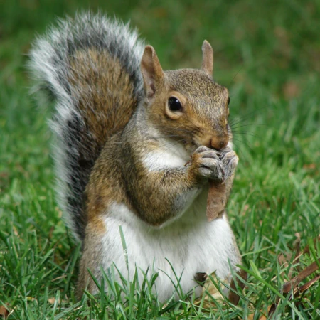Squirrel control of the Grey Squirrel
